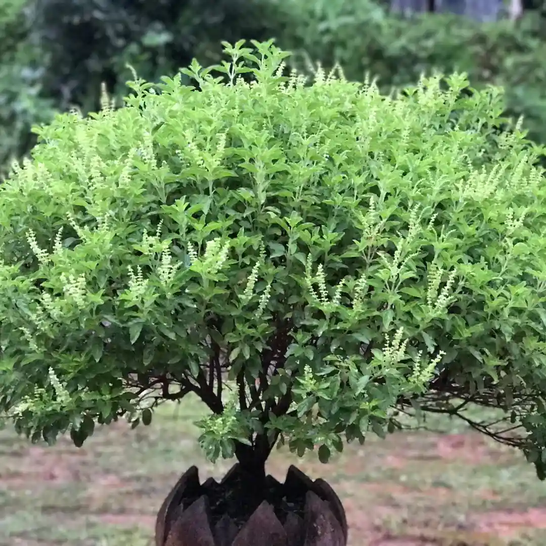 Ram Tulsi Plant